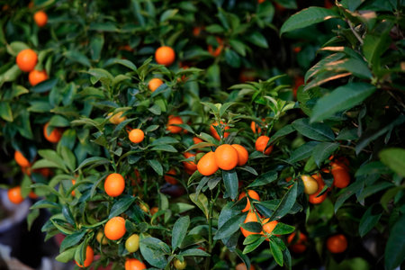 Round and plump oranges are adorned with emerald green branches and leaves, and the orange red skin...