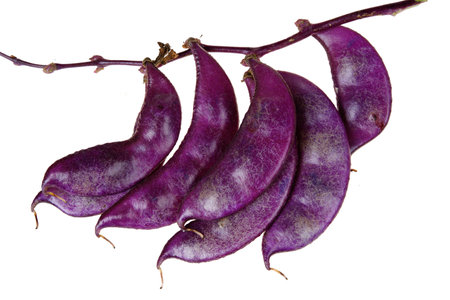 Purple lentils on white background, purple beans