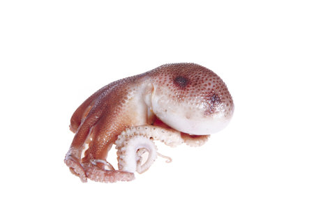 Octopus on a white background, Close shot