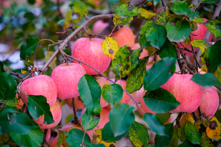 Branch of apple tree with many ripe red apples, Ripe Apples in the Apple Orchard before Harvesting. Apple orchard. Basket of Applesの写真素材