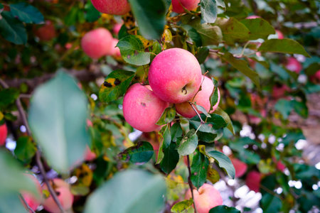 Branch of apple tree with many ripe red apples, Ripe Apples in the Apple Orchard before Harvesting....