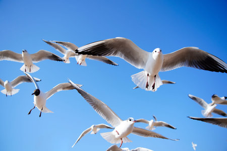 A flock of seagulls soars freely against a vivid, clear blue sky, their wings outstretched. The...