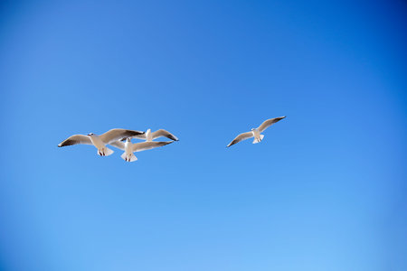 A flock of seagulls soars freely against a vivid, clear blue sky, their wings outstretched. The...