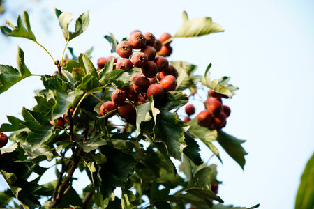 Mature hawthorn fruit hanging from branches in dense leaves. Natural seasonal background of health and natural illustrations. Macro photography of hawthorn fruit in green leaf background.