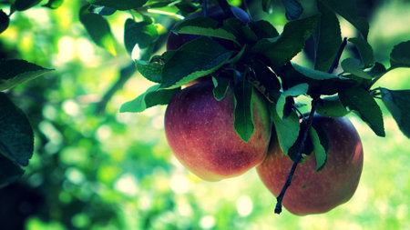 Apple Picking