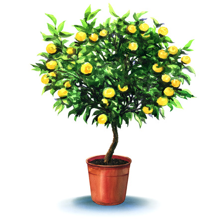 small tangerine tree in pot isolated, watercolor painting on white backgroundの写真素材