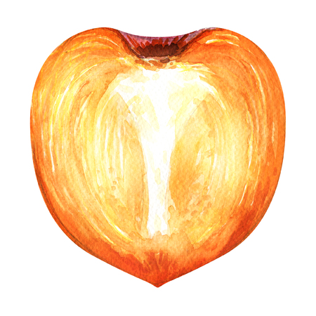 Slice, half of fresh persimmon isolated, watercolor , watercolor illustration on white backgroundの写真素材