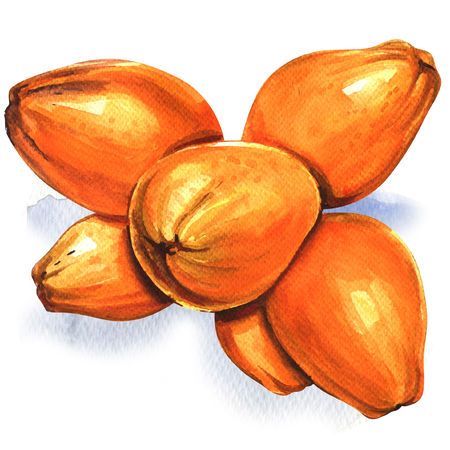 Group of yellow coconuts isolated, watercolor illustration on white backgroundの写真素材