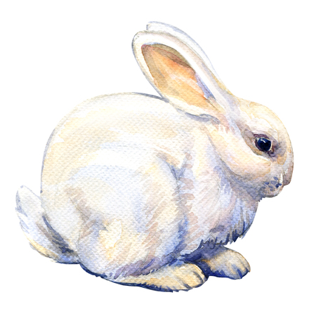 White bunny rabbit isolated, watercolor illustration on white backgroundの写真素材