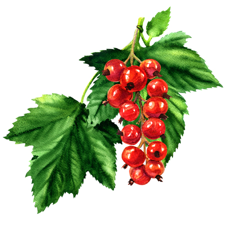 Red ripe currant with green leaves isolated, watercolor illustration on white backgroundの写真素材
