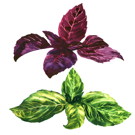 Fresh green and purple (red) basil leaves, tops, isolated, watercolor illustration on white backgroundの写真素材