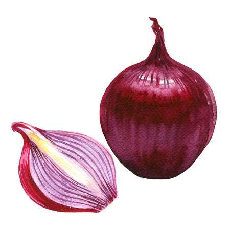 Red sliced and whole onion isolated, watercolor illustration on white backgroundの写真素材