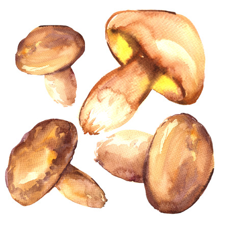 Forest, edible greasers mushrooms, isolated, watercolor illustration on white backgroundの写真素材