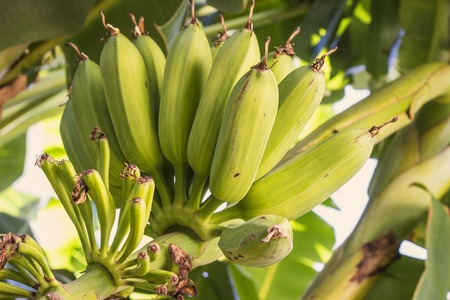 Banana tree with a bunch of green unripe fruits bananasの写真素材