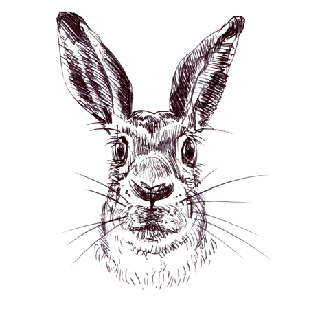 Rabbit, bunny, hare head isolated. Hand drawn pen, sketch, illustration on white backgroundの写真素材