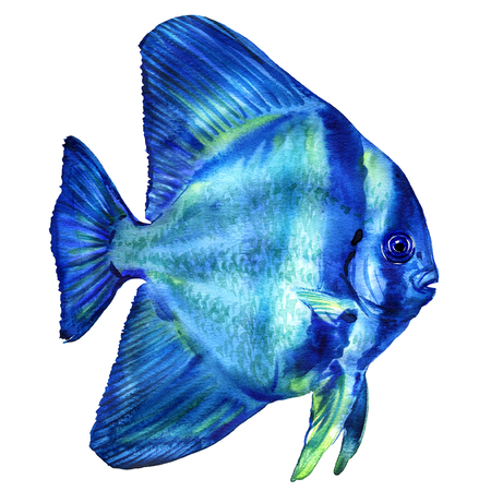 Blue Teira Batfish, platax or Spadefish in ocean, Thailand, isolated, watercolor illustration on whiteの写真素材