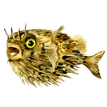 Blowfish fish, long-spine porcupinefish, spiny balloonfish, Diodon holocanthus, isolated, watercolor illustrationの写真素材