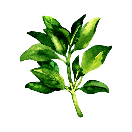 Branch of fresh geen basil leaves, isolated, watercolor illustration on whiteの写真素材