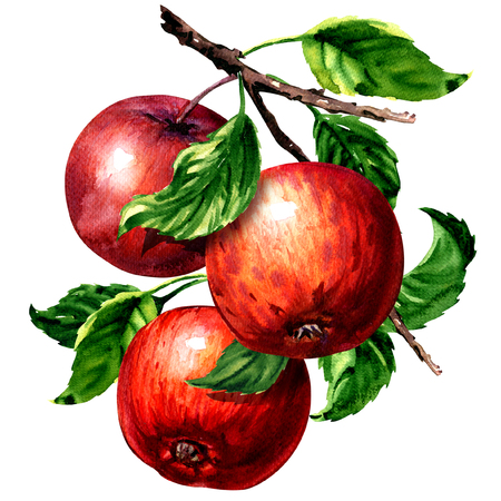 Ripe three red apples with leaves on branch isolated, watercolor illustration on whiteの写真素材