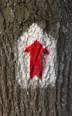 Painted red tourist sign, hiking arrow, for navigation in the forest, on the surface of tree barkの写真素材