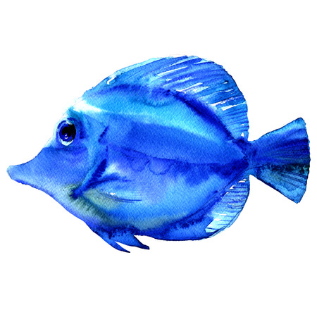 Blue tropical exotic fish isolated, watercolor illustration on whiteの写真素材
