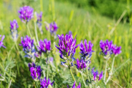 Wild beautiful purple clover flowers in the green meadow, field, floral nature summer background