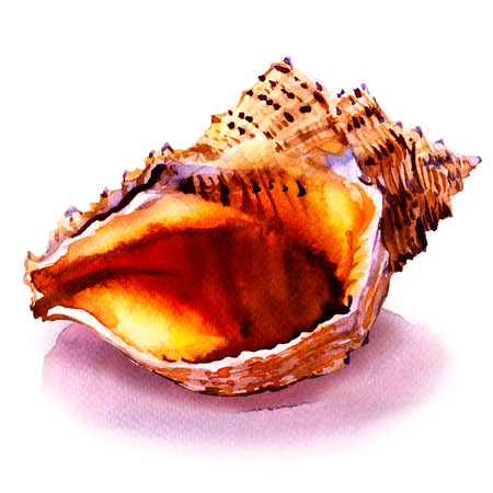 Ocean seashell in close-up isolated on whiteの写真素材