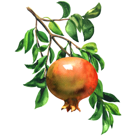 Ripe red pomegranate fruit on a branch with leaves isolated, watercolor illustration on whiteの写真素材