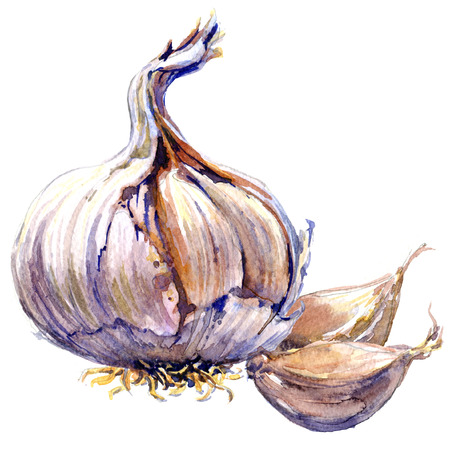 Fresh organic garlic cloves and bulb isolated, watercolor illustration on whiteの写真素材