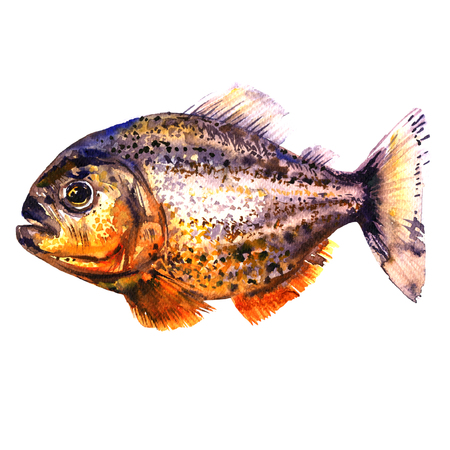 Tropical red piranha, predatory fish, side view, pirahna, isolated, watercolor illustration on whiteの写真素材
