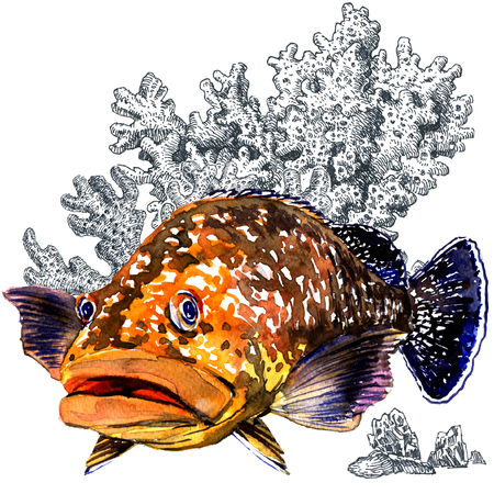 Fresh giant grouper sea fish with corals, isolated. Watercolor illustration on white background. Marine wallpaperの写真素材