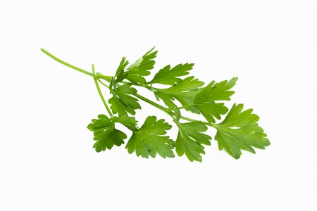 Fresh green parsley leaves bunch, raw organic leaf, isolated on white backgroundの写真素材