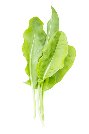 Bundle of fresh sorrel, garden sorrel, rumex acetosa, green leaves, isolated on white backgroundの写真素材