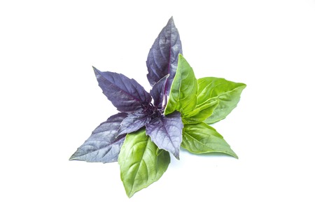 Fresh green and purple, violet basil, spice herb leaves, food ingredient, object close-up, isolated on white backgroundの写真素材