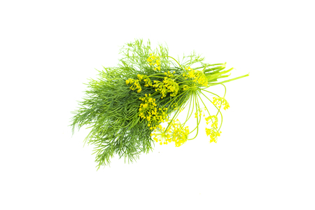 Fresh green dill leaves and umbrella, fragrant dill bunch, food ingredient, close-up, isolated on white backgroundの写真素材