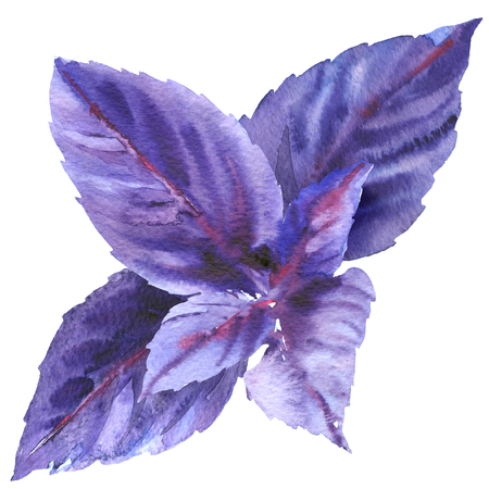 Fresh violet, red basil herb leaves, purple dark opal basil, isolated, close up, hand drawn watercolor illustration on whiteの写真素材