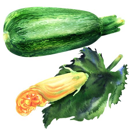 Whole fresh raw zucchini with yellow edible flower and leaf, courgette with blossom, object isolated, hand drawn watercolor illustration on whiteの写真素材