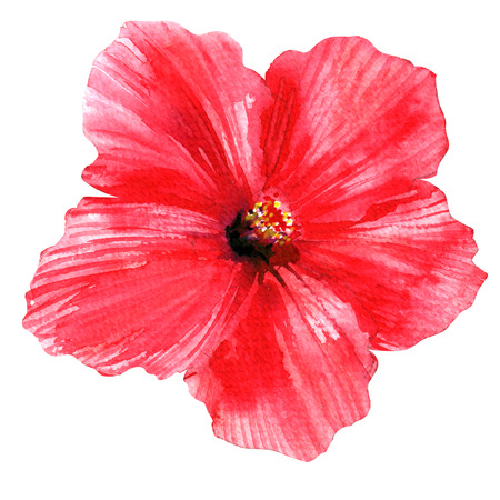 Red hibiscus, beautiful large pink flower, bright blooming tropical flower, isolated, hand drawn watercolor illustration on white backgroundの写真素材