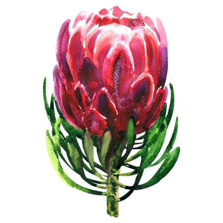 Beautiful exotic red king protea plant, pink flower blossom, isolated, hand drawn watercolor illustration on white background, floral design for invitation, greeting or wedding cardの写真素材