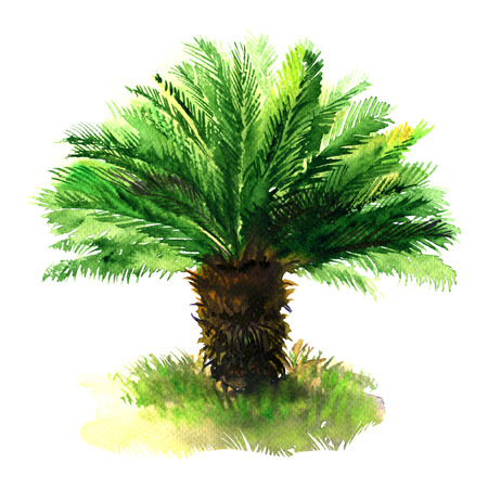 Sago palm tree with green grass, tropical sago cycad, japanese or king sago, isolated, hand drawn watercolor illustration on white backgroundの写真素材