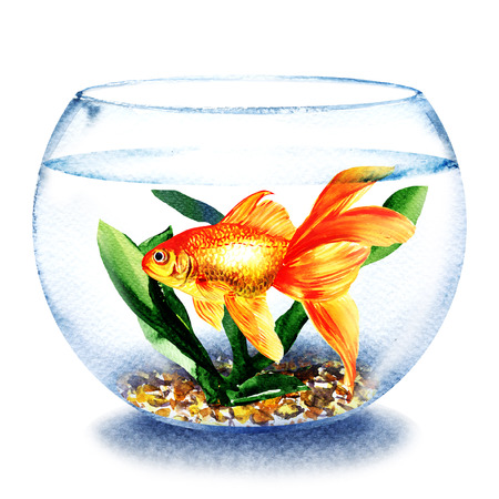 Goldfish swimming in the water in transparent round glass bowl, fish in aquarium, comfort zone concept, hand drawn watercolor illustration on white backgroundの写真素材