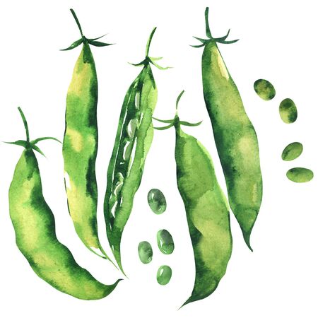 Fresh sweet green pea pod, peas, young sugar snap peas, isolated, hand drawn watercolor illustration on white backgroundの写真素材