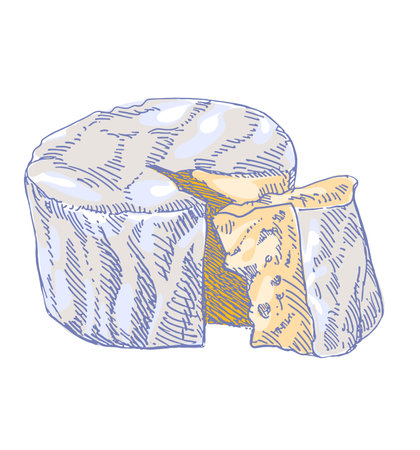 Cheese brie or camembert, round creamy soft cheese with cut slice, french food, close-up, isolated, hand drawn vector illustration on white backgroundのイラスト素材