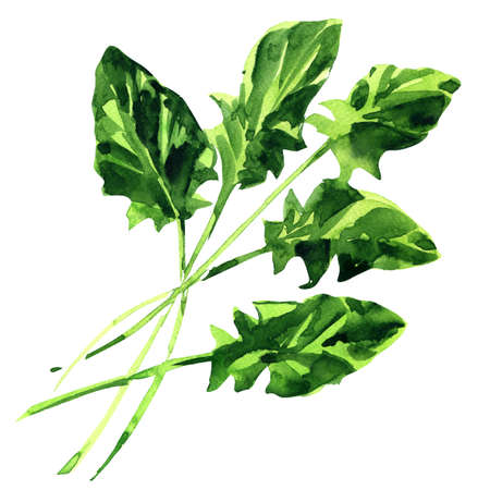 Green spinach leaves, fresh vegetable, isolated, close up. Organic vegetarian food, natural ingredient, package design element, hand drawn watercolor illustration on whiteの写真素材