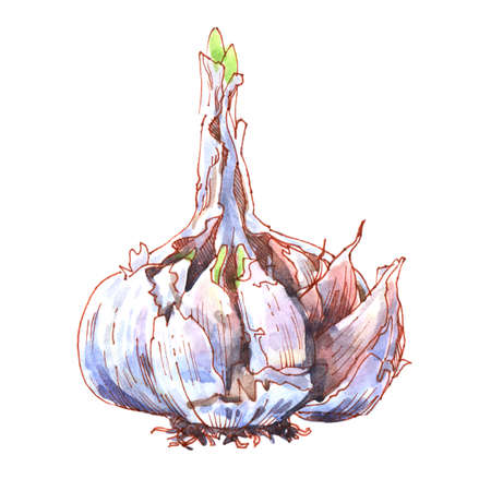 Fresh garlic with cloves, organic plant, close-up, whole vegetable isolated, healthy food concept, hand drawn watercolor illustration on whiteの写真素材