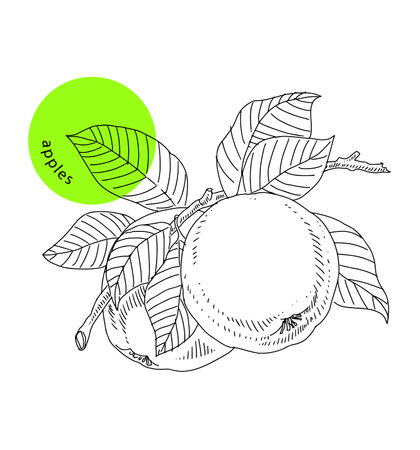 Apple fruit branch, two apples on branch with leaves, hand drawn sketch, vintage. Package design element, organic vegetarian food. Engraved vector illustration, clip art, isolated on whiteのイラスト素材