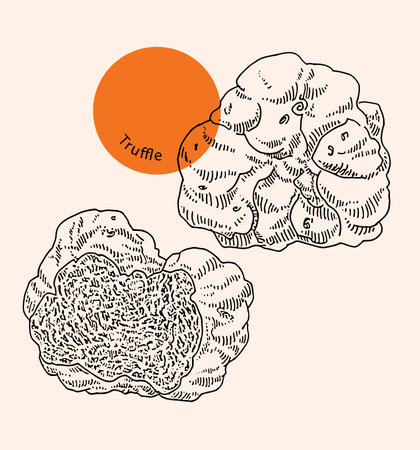 Truffles mushrooms, hand drawn sketch, ink, vintage engraving. Design element for decoration package, shops, markets. Engraved vector illustration, isolated on whiteのイラスト素材