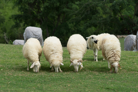5 Sheep enjoy eattingの写真素材