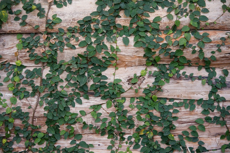 Wood wall texture and leaf.の写真素材