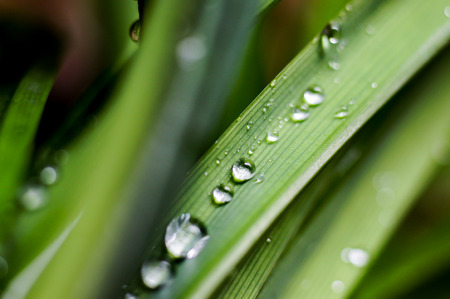 Water droplets on leavesの写真素材